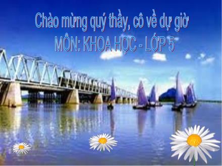 Bài giảng Khoa học Lớp 5 - Tiết 26: Đá vôi - Năm học 2010-2011