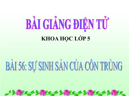 Bài giảng Khoa học Lớp 5 - Tiết 56: Sự sinh sản của côn trùng