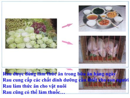 Bài giảng Kĩ thuật Khối 4 - Bài: Lợi ích của việc trồng rau hoa