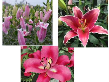 Bài giảng Luyện từ và câu Lớp 4 - Bài: Luyện tập về động từ