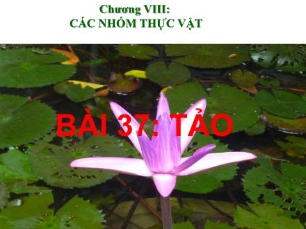 Bài giảng Sinh học Lớp 6 - Bài 37: Tảo