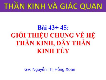 Bài giảng Sinh học Lớp 8 - Bài 43-45: Giới thiệu chung về hệ thần kinh, dây thần kinh tủy - Nguyễn Thị Hồng Xoan