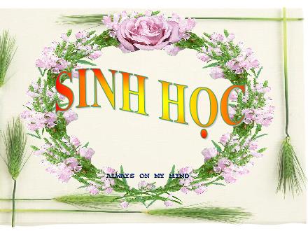 Bài giảng Sinh học Lớp 8 - Tiết 5: Cơ quan phân tích thị giác vệ sinh mắt