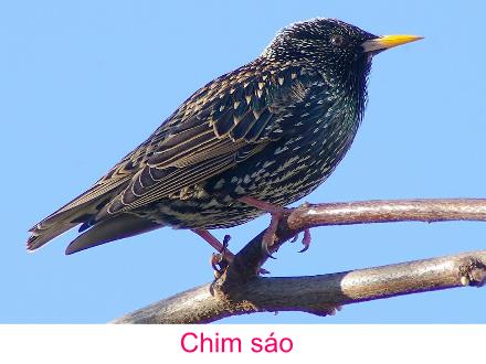 Bài giảng Tập đọc Khối 2 - Bài: Vè chim