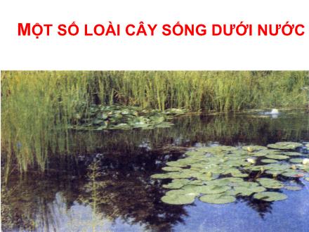 Bài giảng Tự nhiên và xã hội Khối 2 - Bài: Một số loài cây sống dưới nước