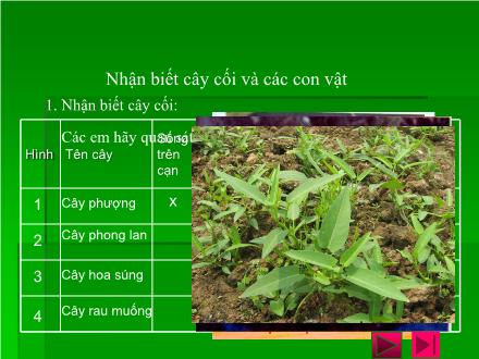 Bài giảng Tự nhiên và xã hội Khối 2 - Bài: Nhận biết cây cối và các con vật