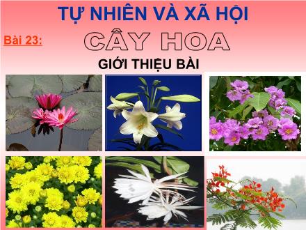 Bài giảng Tự nhiên và xã hội Lớp 1 - Bài 23: Cây hoa