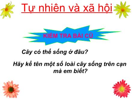 Bài giảng Tự nhiên và xã hội Lớp 2 - Bài: Một số loài cây sống trên cạn