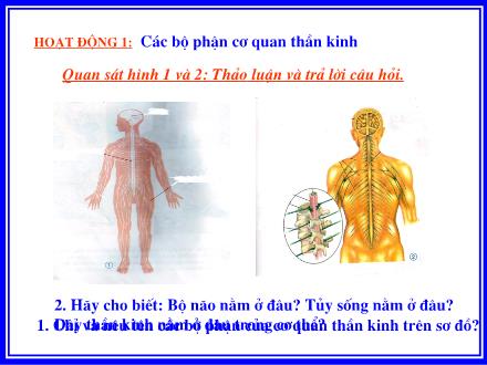 Bài giảng Tự nhiên và xã hội Lớp 3 - Bài: Cơ quan thần kinh Bài giảng Tự nhiên và xã hội Lớp 3 - Bài: Cơ quan thần kinh